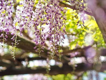 Close-up of cherry blossoms in spring