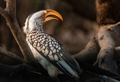 Close-up of bird perching on branch