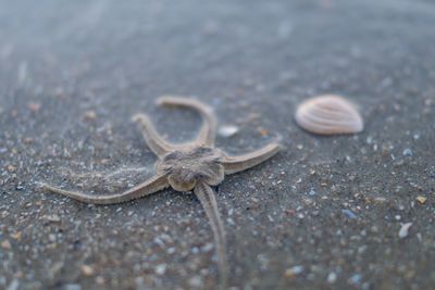 Close-up of dead starfish on sand