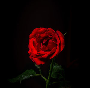 Close-up of red rose against black background