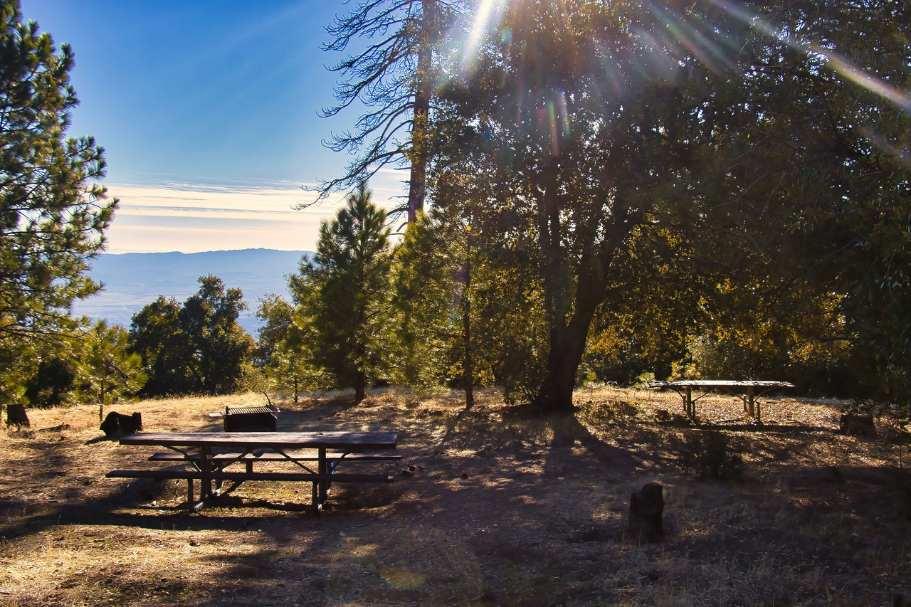 PARK BENCH BY TREES ON FIELD