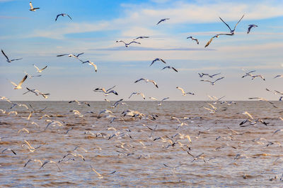 Flock of birds flying over beach against sky