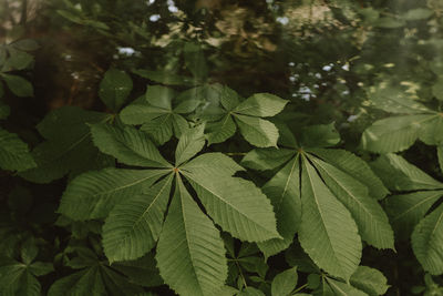 Close-up of green leaves