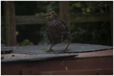 Close-up of a bird