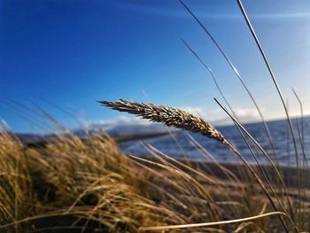 Close-up of stalks in field against blue sky