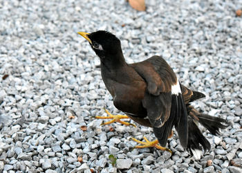 Close-up of a bird on rock