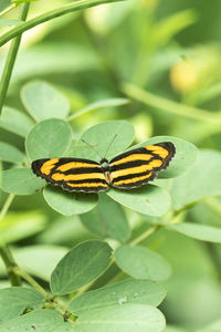 insect