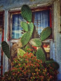 Ivy growing on brick wall