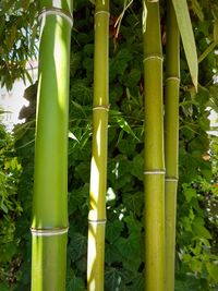 Close-up of bamboo plant