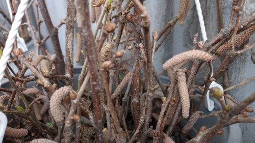 plant
