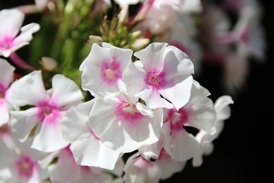 Close-up of pink cherry blossoms