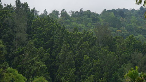 High angle view of trees in forest against sky