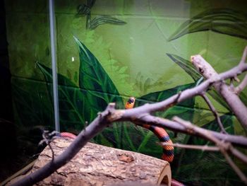 Close-up of bird perching on branch