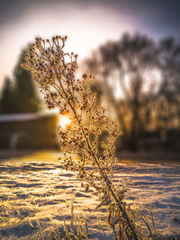 Close-up of frozen plant against sky during sunset