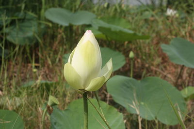 Close-up of white flowering plant