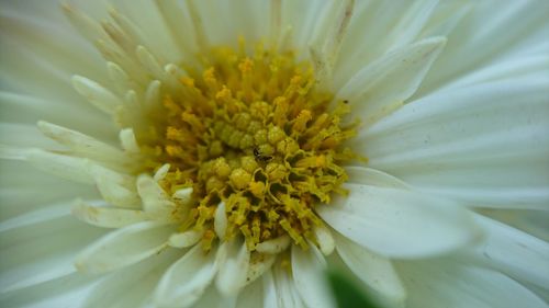 Close-up of yellow flower blooming outdoors