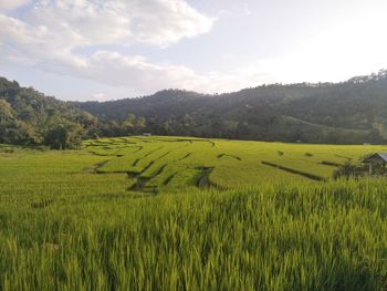 Scenic view of agricultural field against sky