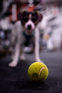 Close-up of a dog