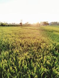 Scenic view of field against clear sky