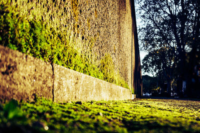 Close-up of grass against trees