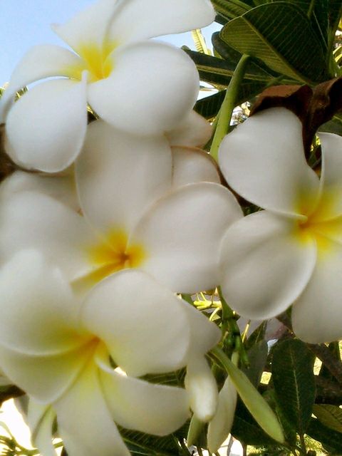 flower, freshness, white color, petal, fragility, growth, flower head, beauty in nature, close-up, nature, blooming, white, plant, full frame, backgrounds, stamen, in bloom, blossom, pollen, no people