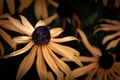 Close-up of black-eyed and purple flower