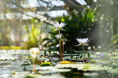 Botanical greenhouse with pond water lilies and lotuses. glasshouse with aquatic plants and flowers.