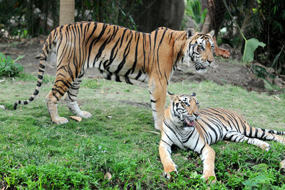 Zebras in a zoo