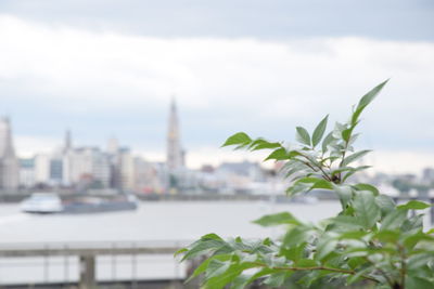 Close-up of plant against buildings in city against sky