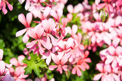 Close-up of pink flowers blooming outdoors