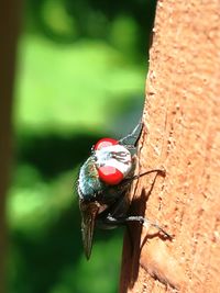 Close-up of bird perching on tree trunk