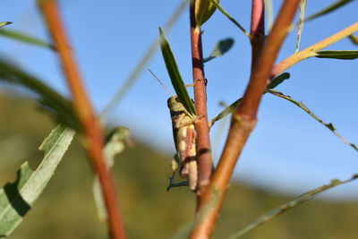 Close-up of insect on plant