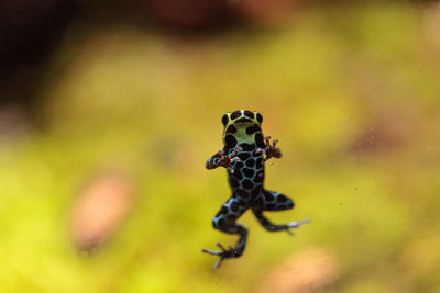 Iridescent variable poison dart frog ranitomeya variabilis is found in the tropical rain forest