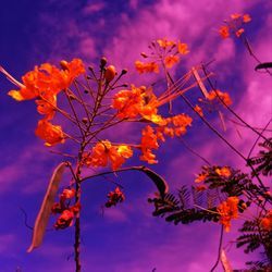 Low angle view of flowering plant against sky