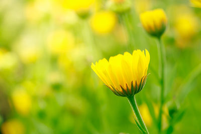 Close-up of yellow flowering plant