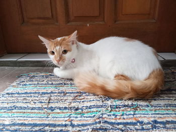 Portrait of a cat on rug at home