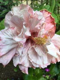 Close-up of flower