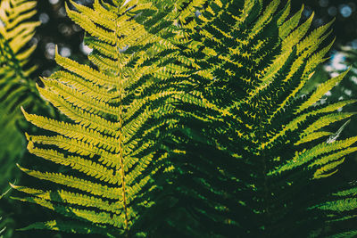 Close-up of fern leaves