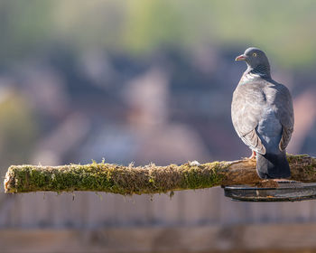 Close-up of bird perching on wood