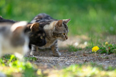 View of a cat on field