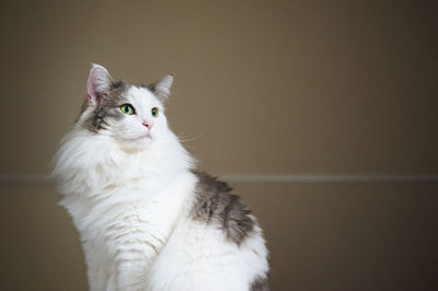 Close-up of a cat looking away