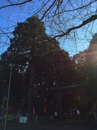 Low angle view of bare trees against sky