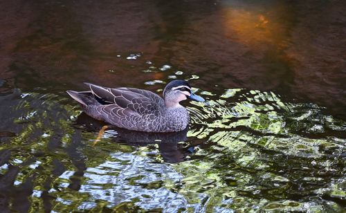 High angle view of duck in lake