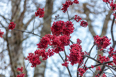 Low angle view of red berries on tree