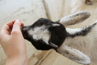 Close-up of a hand holding cat