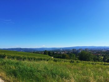 Scenic view of field against clear blue sky