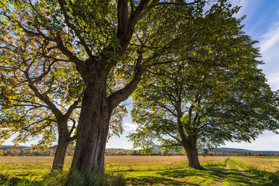 Trees on grassy field against sky