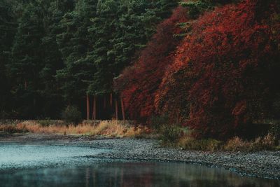 Autumn trees at lakeshore in forest