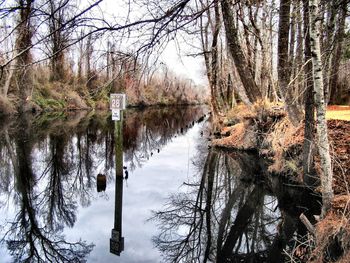 Reflection of trees in water