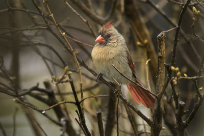 Close-up of bird perching on branch